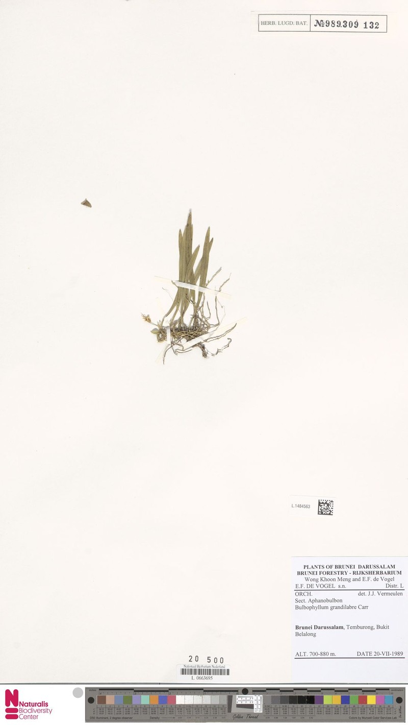Bulbophyllum grandilabre photo 2
