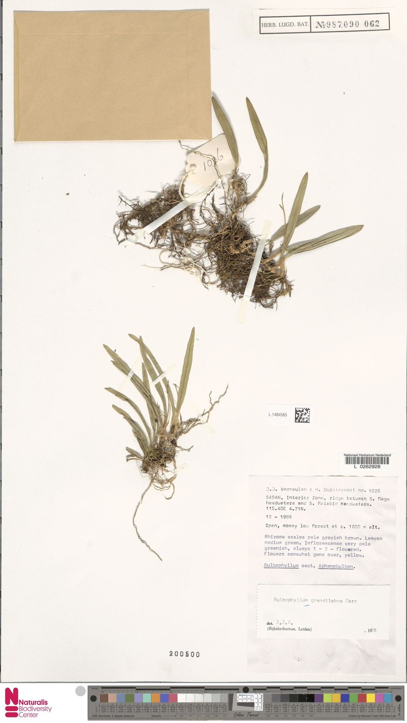 Bulbophyllum grandilabre photo 3