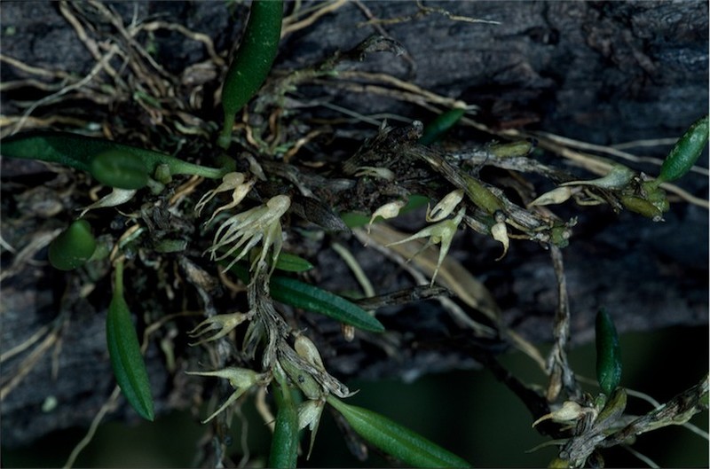 Bulbophyllum grandimesense