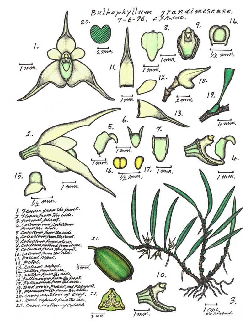 Bulbophyllum grandimesense photo 2