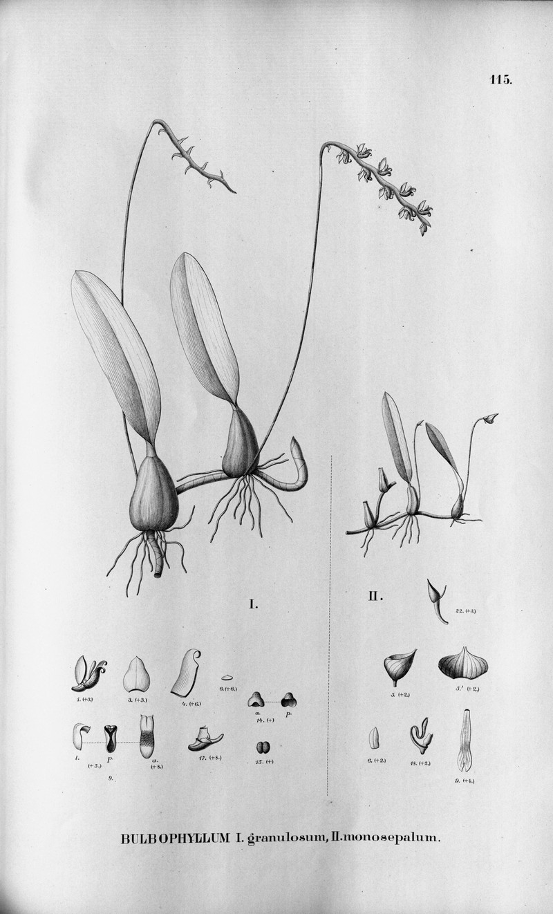 Bulbophyllum granulosum