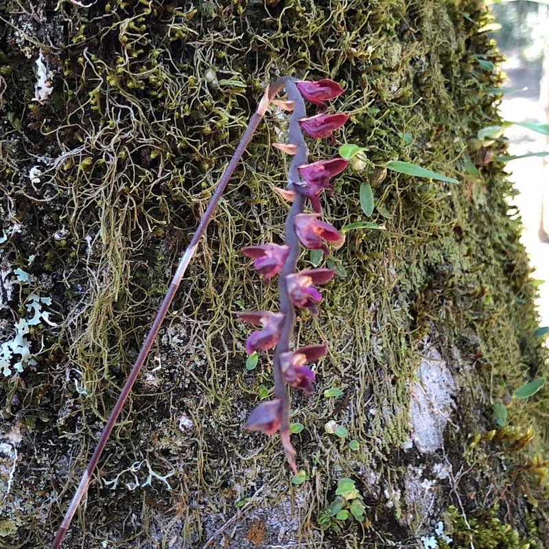 Bulbophyllum granulosum photo 2