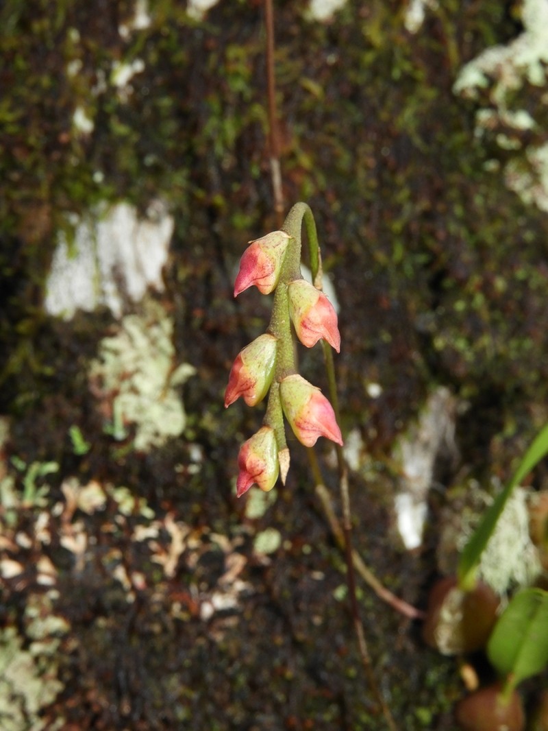 Bulbophyllum granulosum photo 4
