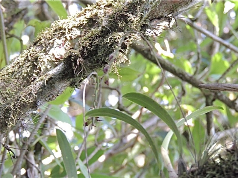 Bulbophyllum granulosum photo 5