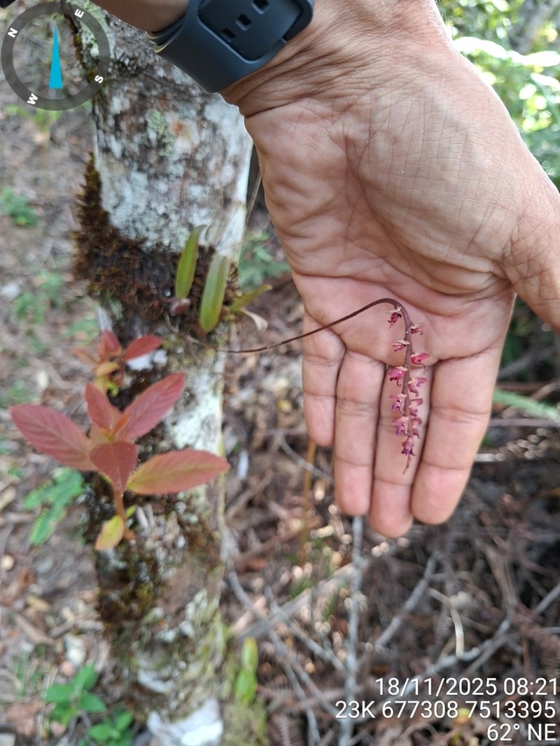 Bulbophyllum granulosum photo 6