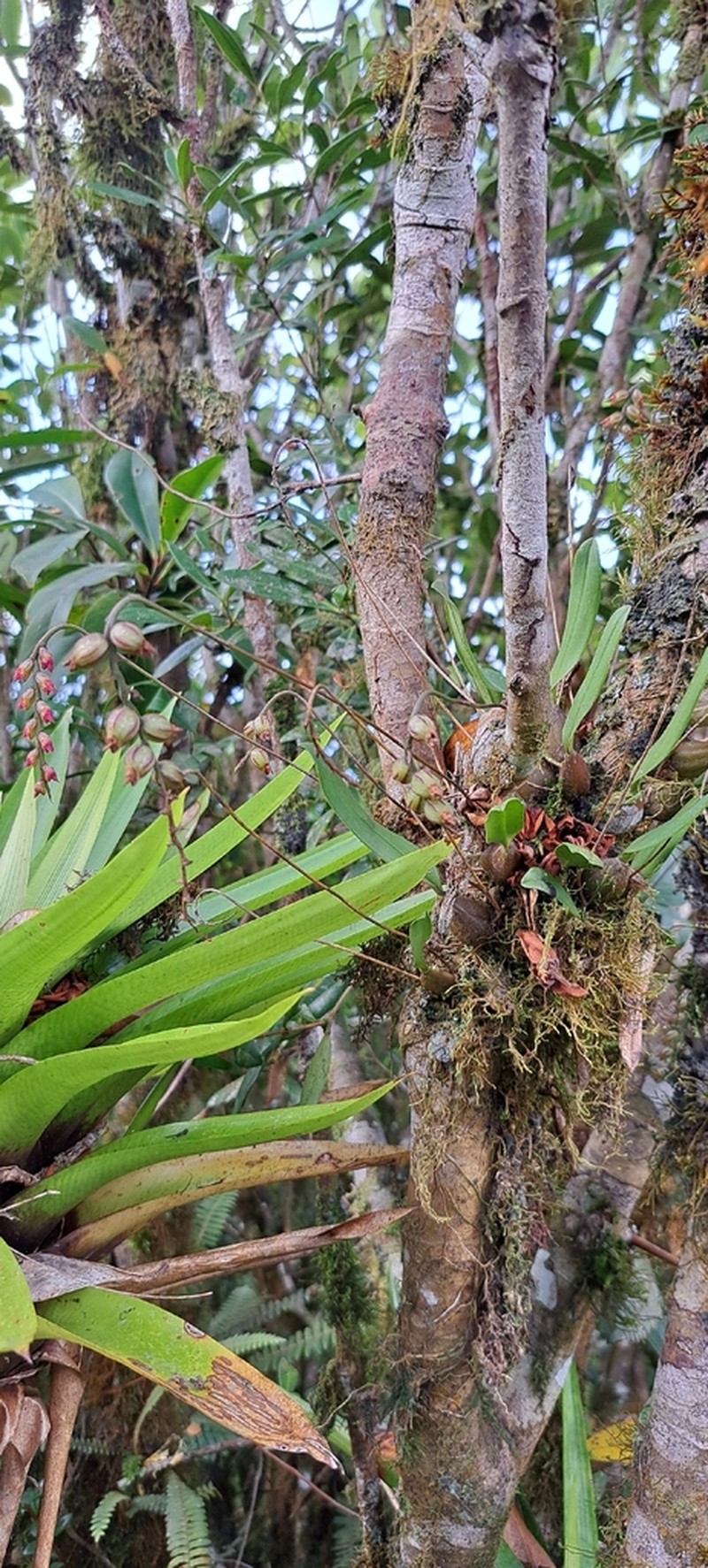 Bulbophyllum granulosum photo 7