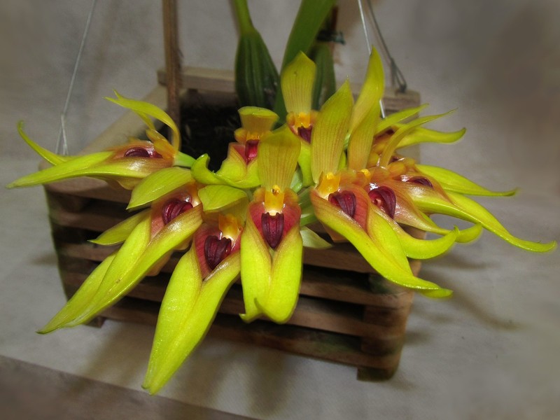 Bulbophyllum graveolens