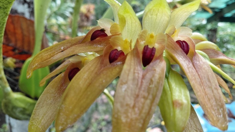 Bulbophyllum graveolens photo 2