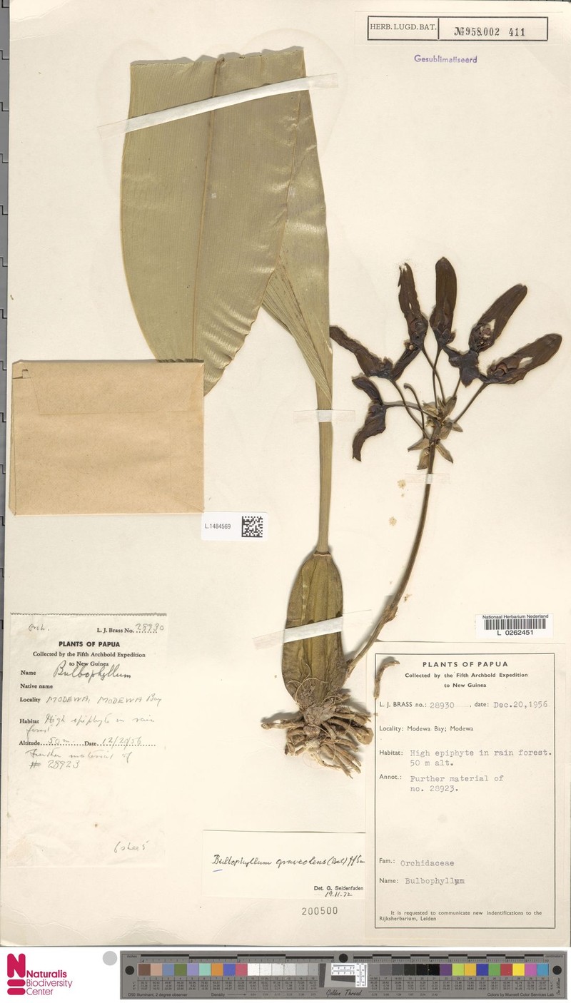Bulbophyllum graveolens photo 3