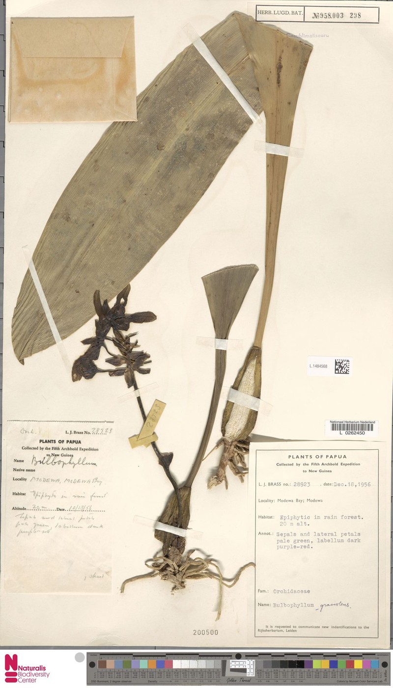 Bulbophyllum graveolens photo 4