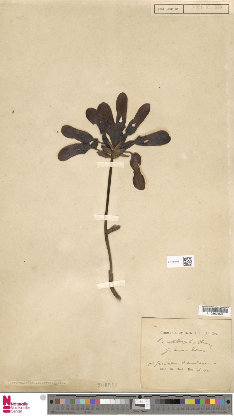 Bulbophyllum graveolens photo 6