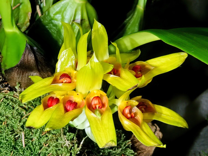 Bulbophyllum graveolens photo 7