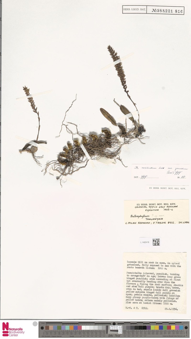 Bulbophyllum gravidum photo 2