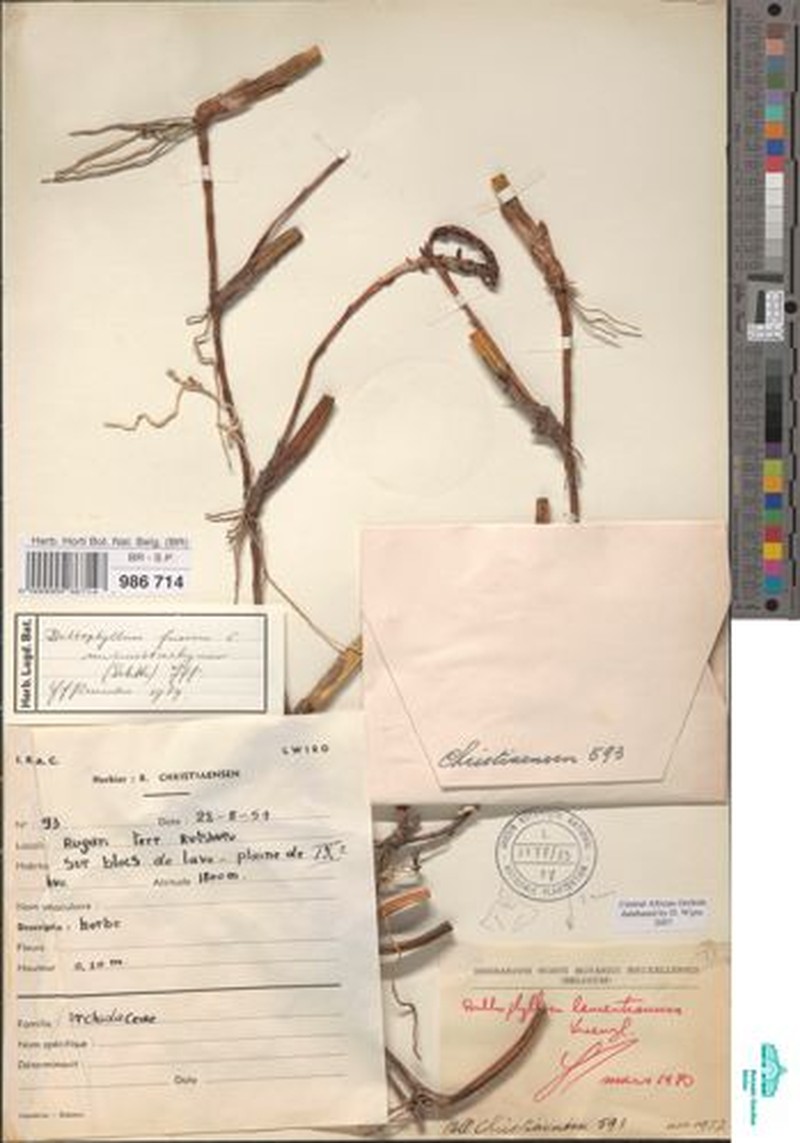 Bulbophyllum gravidum photo 3