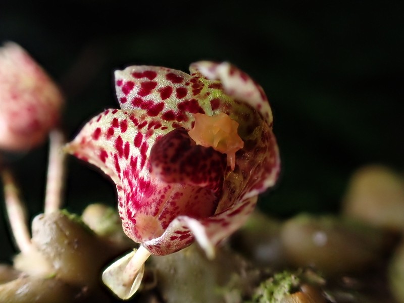 Bulbophyllum griffithii photo 2