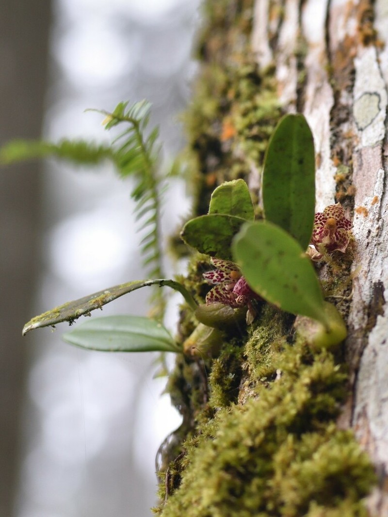 Bulbophyllum griffithii photo 3