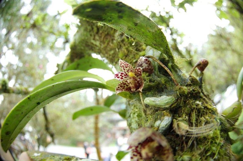 Bulbophyllum griffithii photo 4