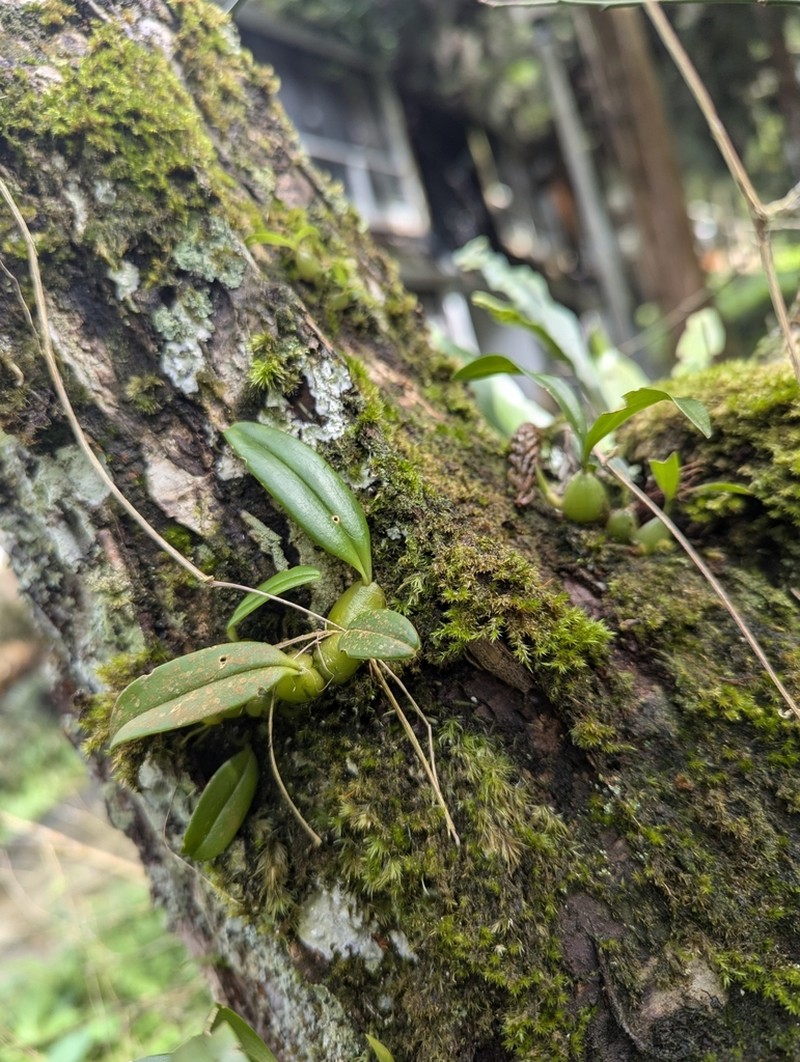 Bulbophyllum griffithii photo 6