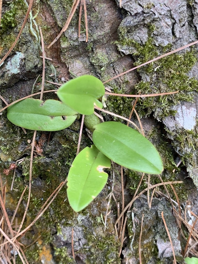 Bulbophyllum griffithii photo 7