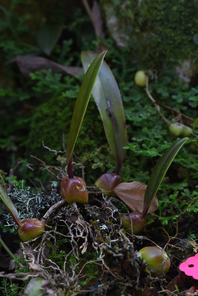 Bulbophyllum griffithii photo 8