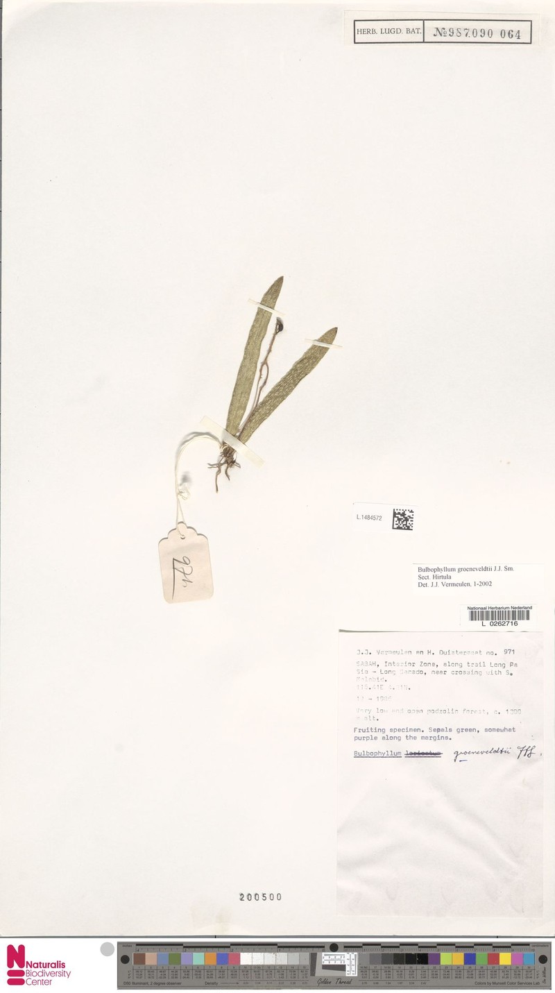 Bulbophyllum groeneveldtii