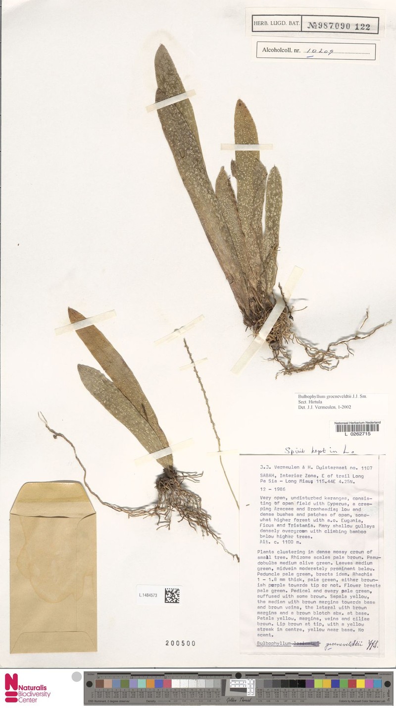 Bulbophyllum groeneveldtii photo 2