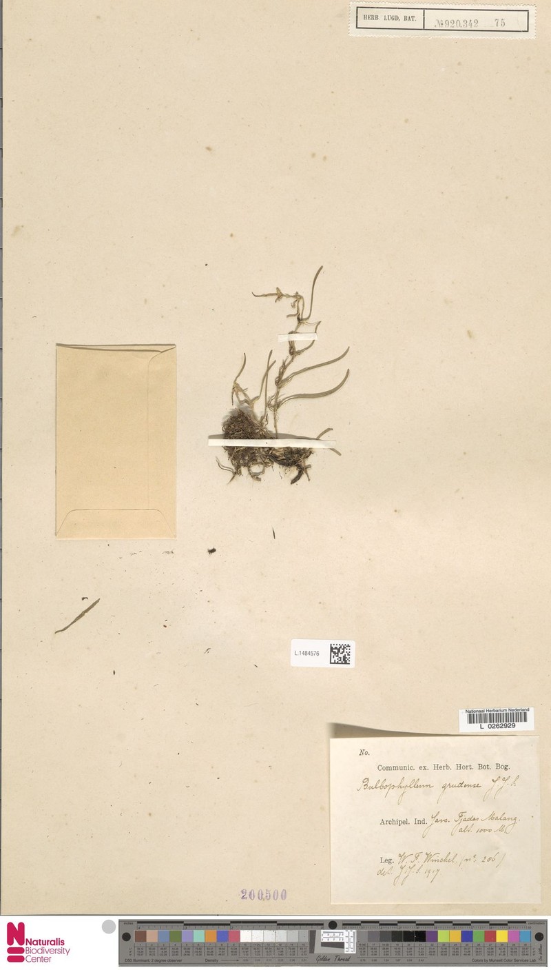 Bulbophyllum grudense