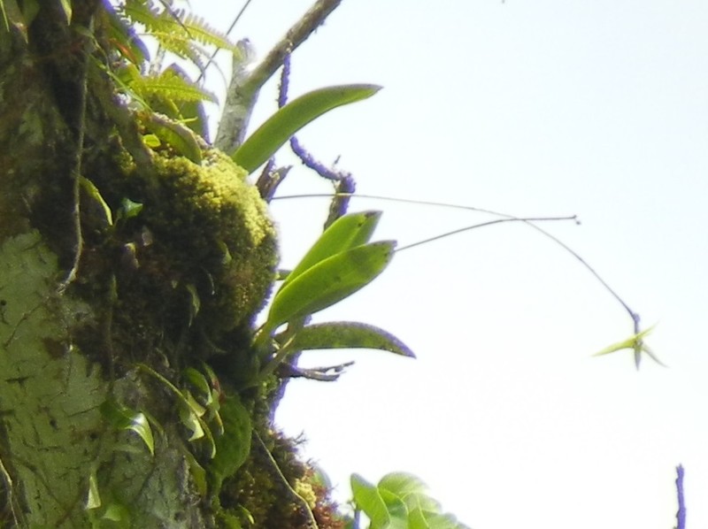 Bulbophyllum guamense