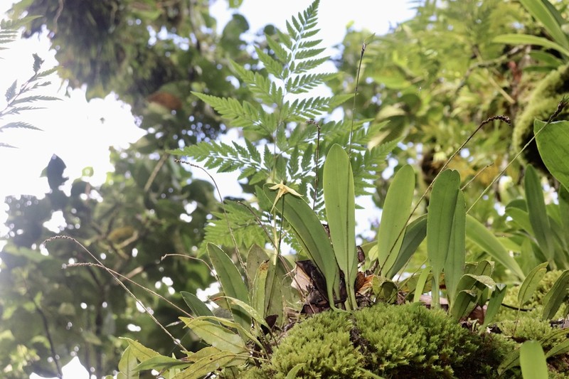 Bulbophyllum guamense photo 3