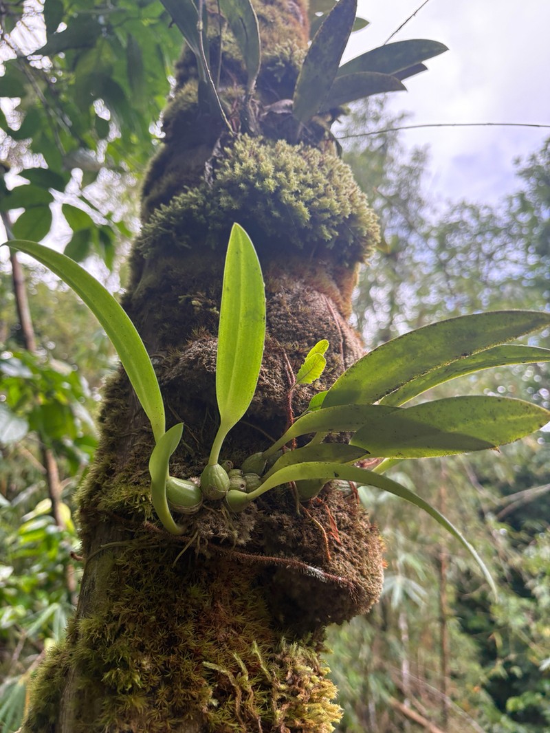 Bulbophyllum guamense photo 4