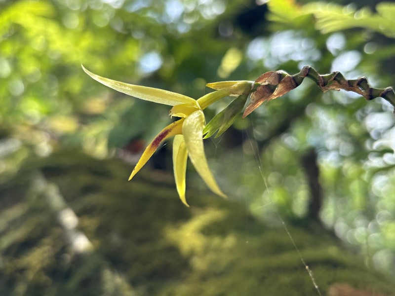 Bulbophyllum guamense photo 5