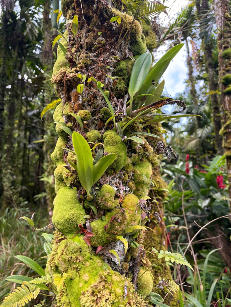 Bulbophyllum guamense photo 6
