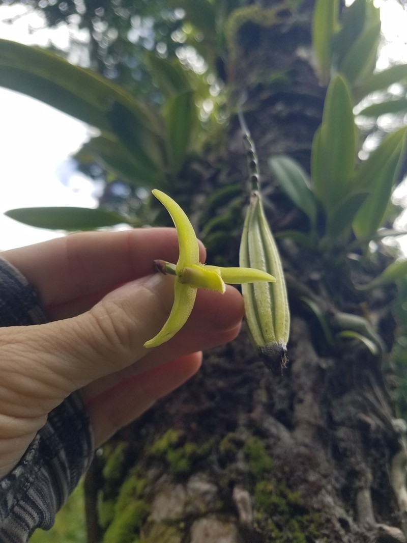Bulbophyllum guamense photo 7