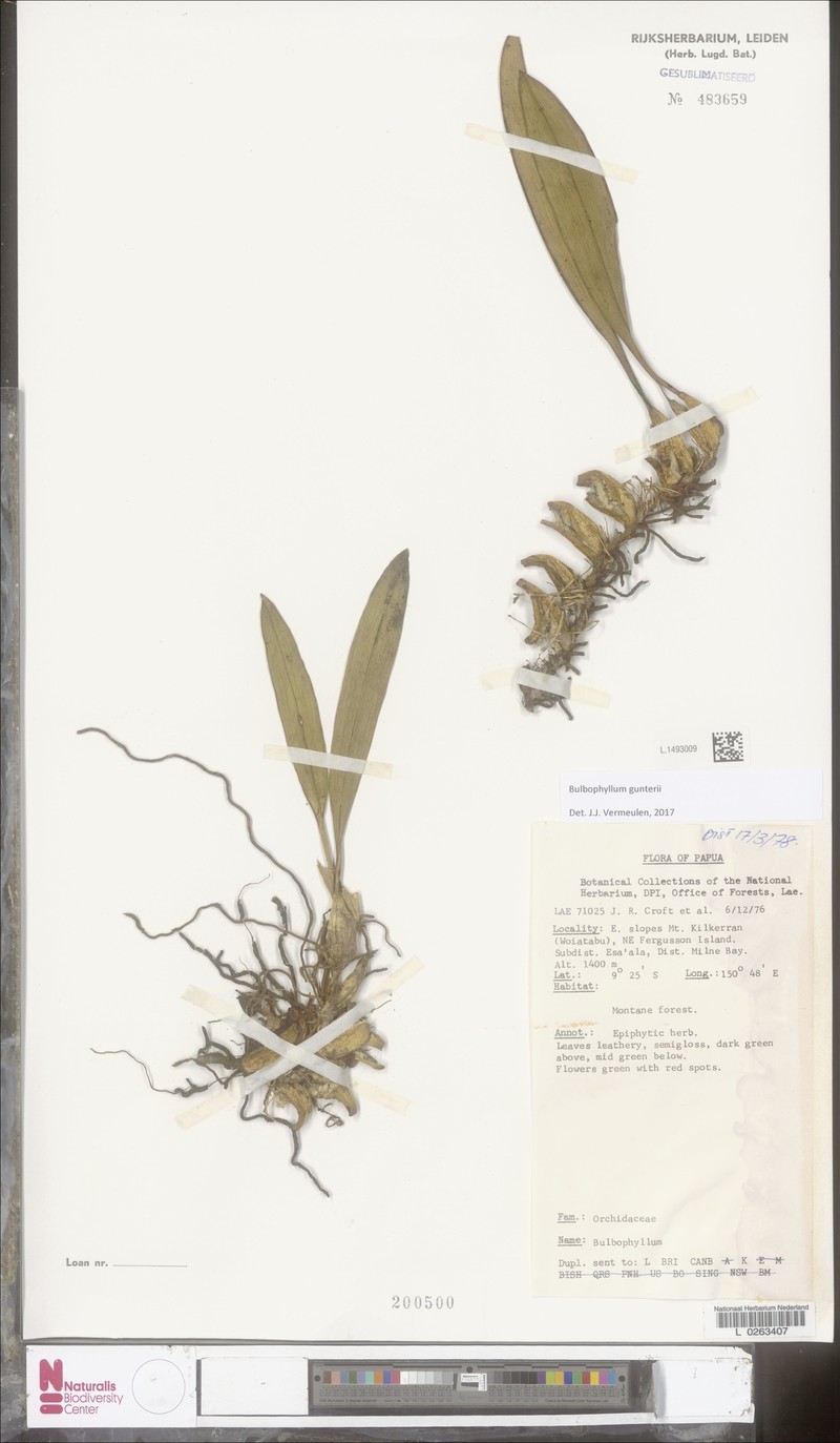 Bulbophyllum gunteri
