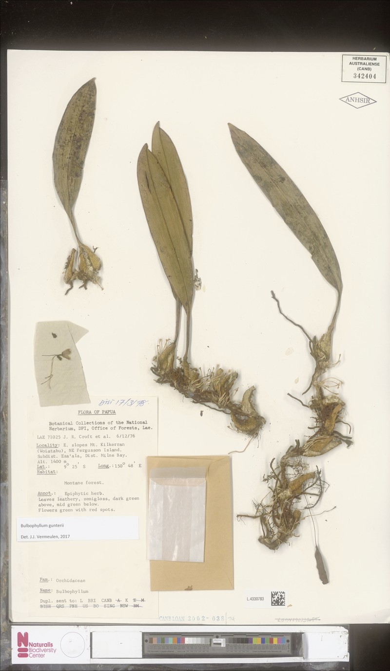 Bulbophyllum gunteri photo 2