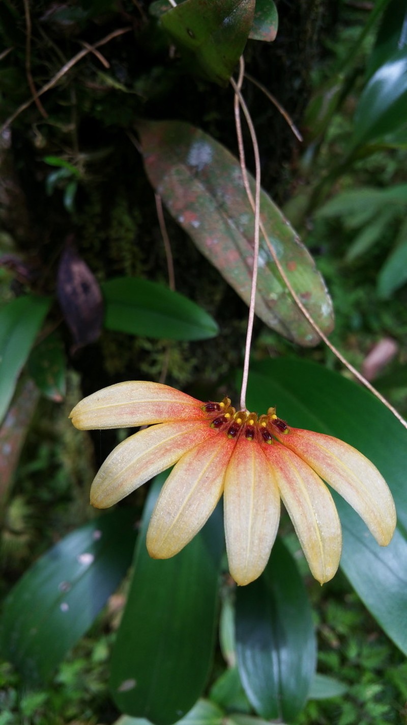 Bulbophyllum gusdorfii