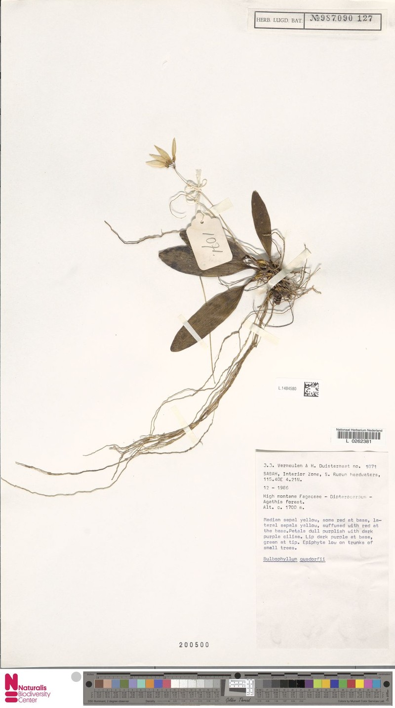 Bulbophyllum gusdorfii photo 2