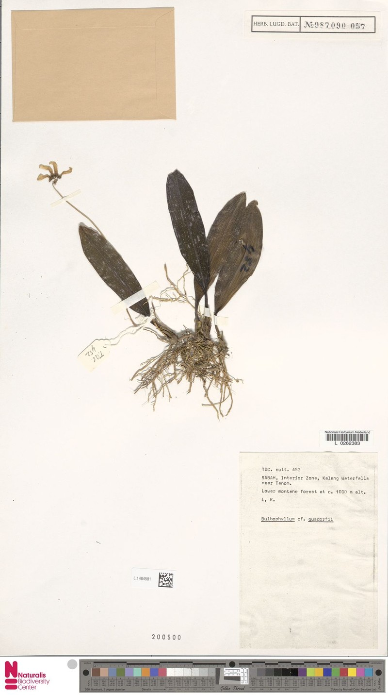 Bulbophyllum gusdorfii photo 3