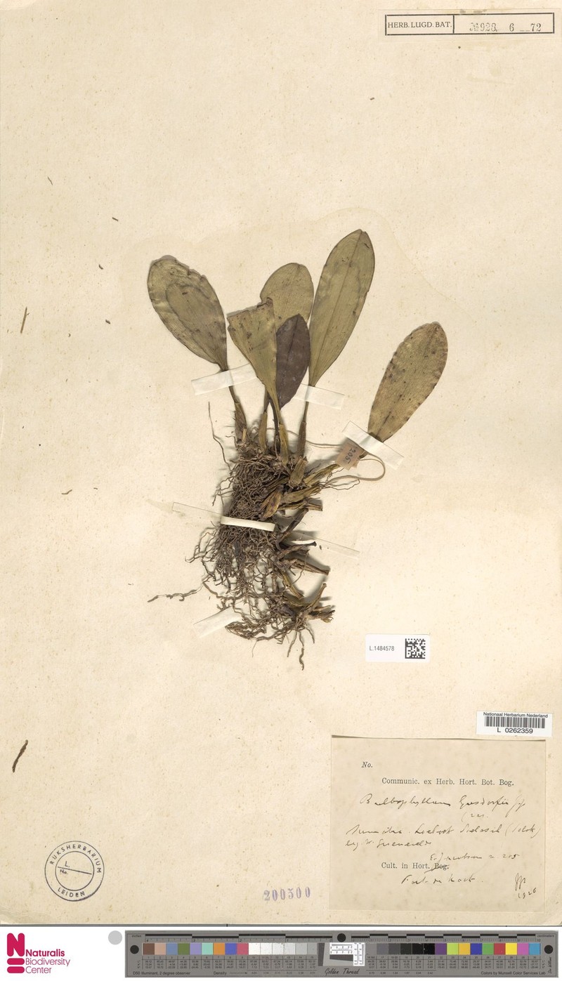 Bulbophyllum gusdorfii photo 4