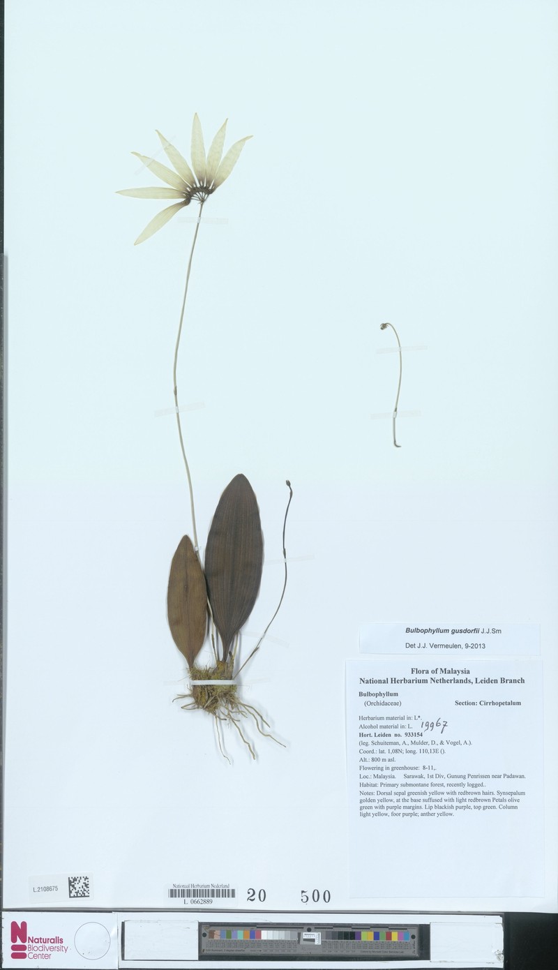 Bulbophyllum gusdorfii photo 5