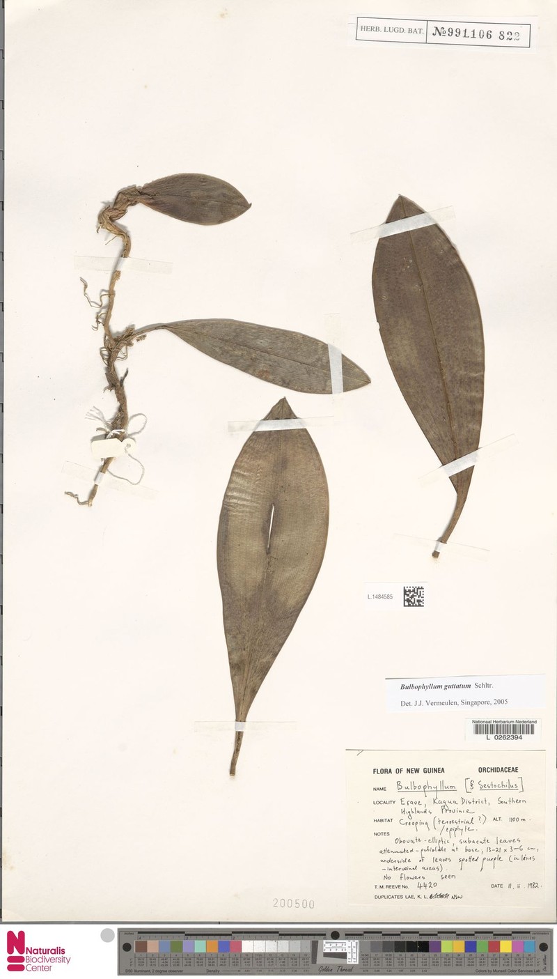 Bulbophyllum guttatum