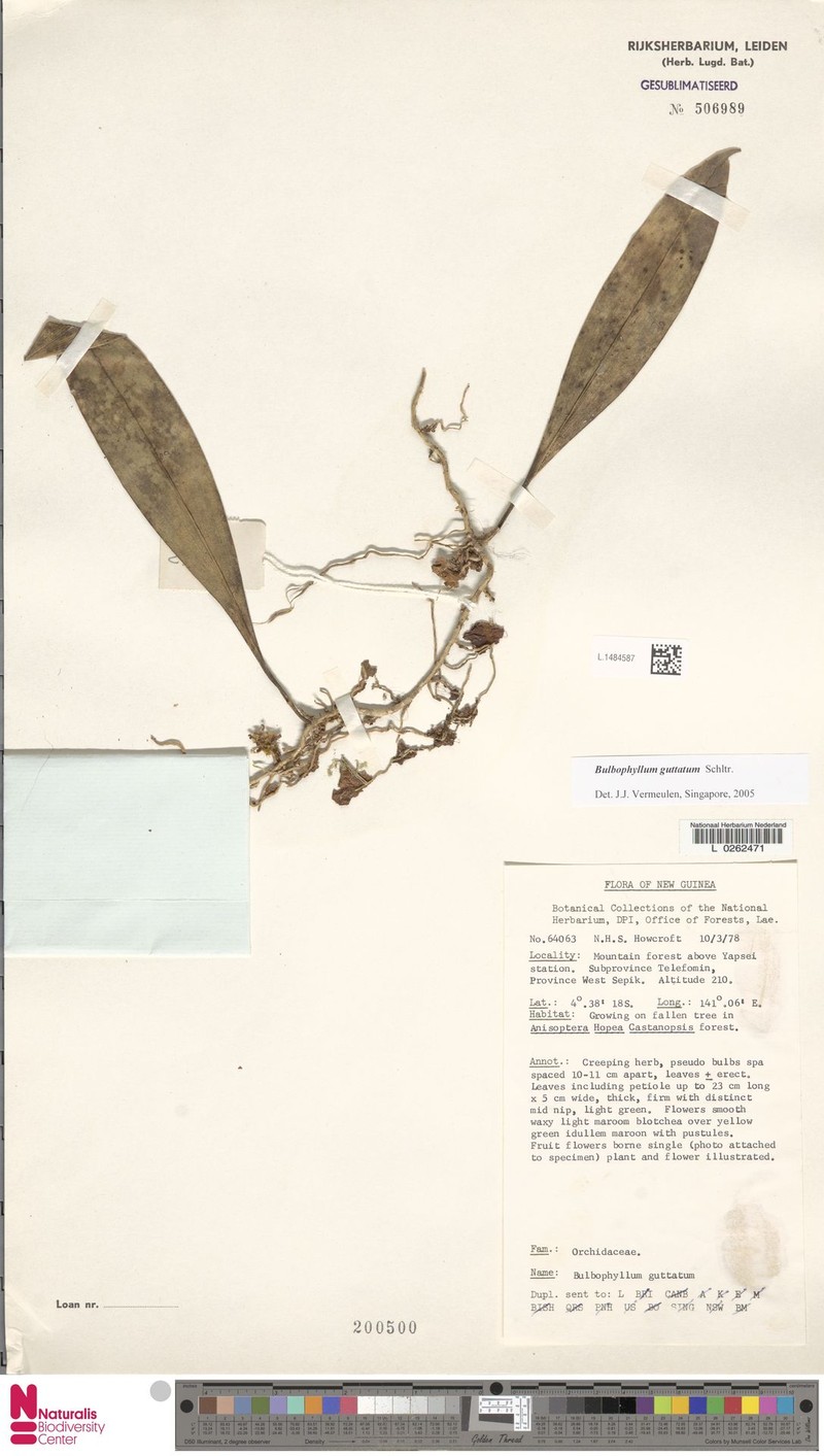 Bulbophyllum guttatum photo 2