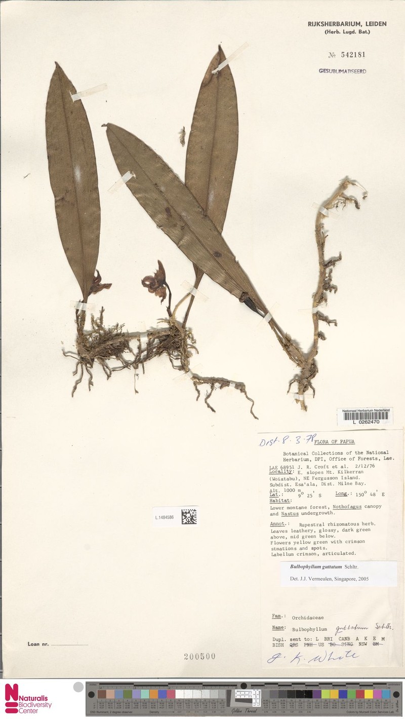 Bulbophyllum guttatum photo 3