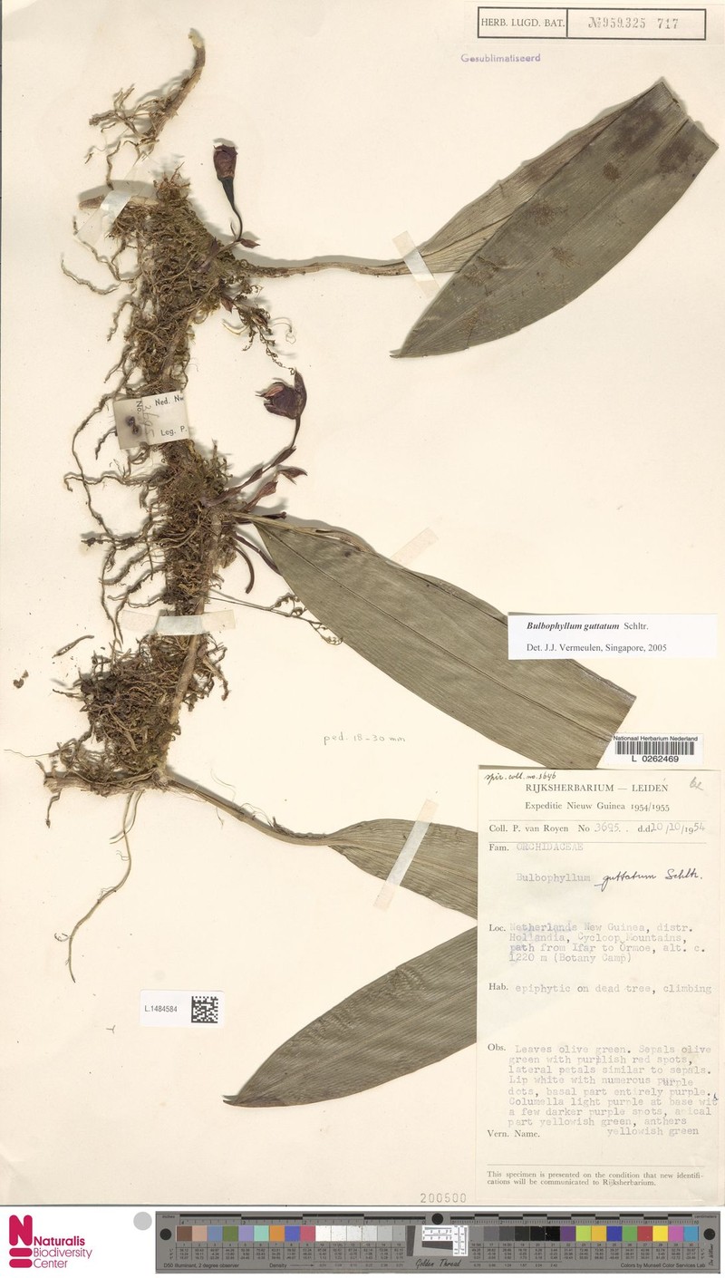 Bulbophyllum guttatum photo 4