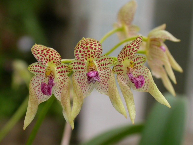 Bulbophyllum guttulatum