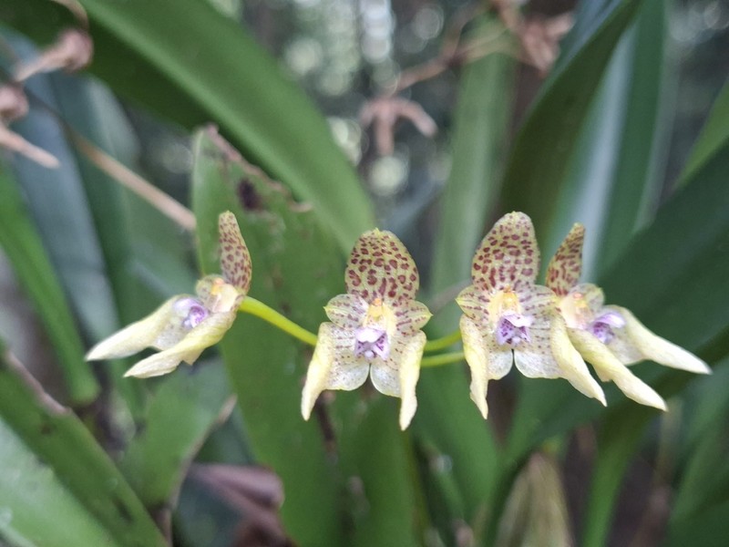 Bulbophyllum guttulatum photo 2