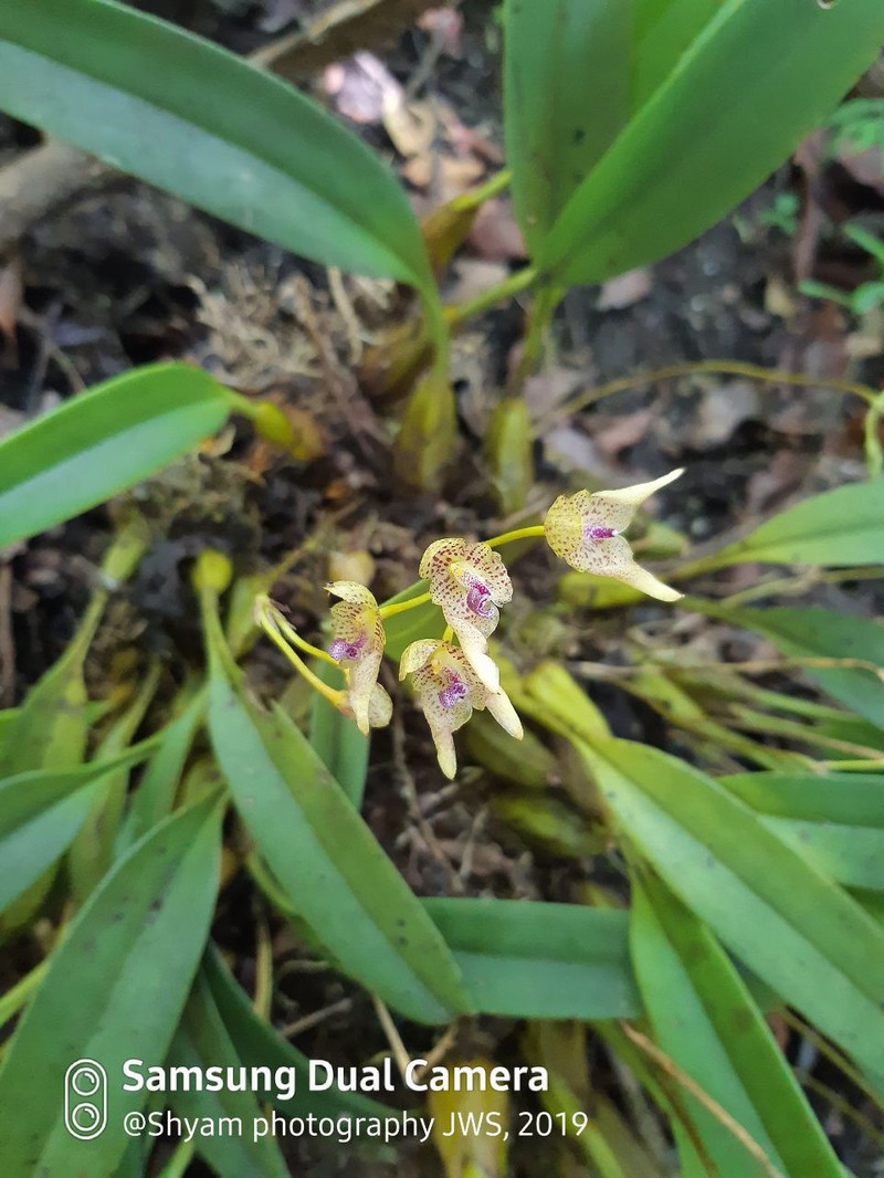 Bulbophyllum guttulatum photo 5