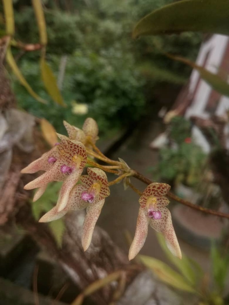 Bulbophyllum guttulatum photo 6