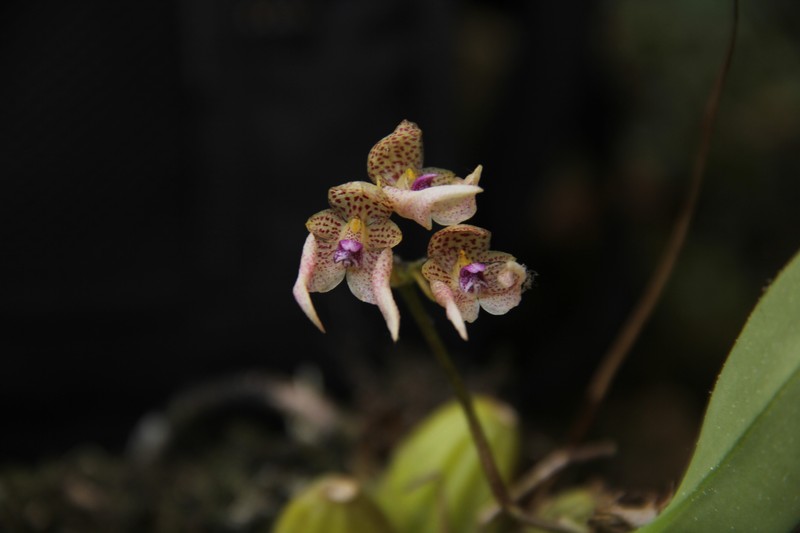 Bulbophyllum guttulatum photo 7
