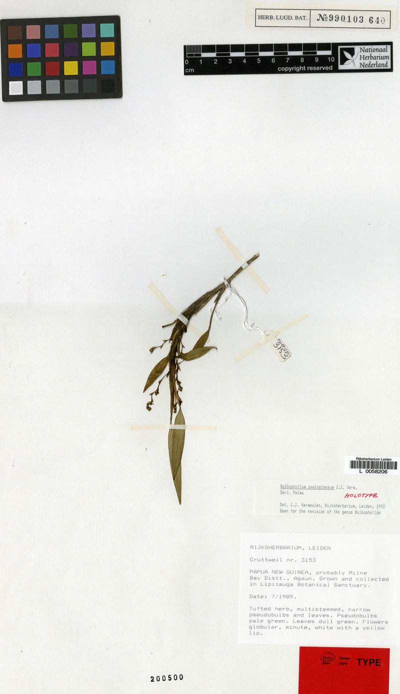 Bulbophyllum gyaloglossum